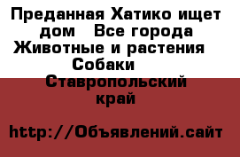 Преданная Хатико ищет дом - Все города Животные и растения » Собаки   . Ставропольский край